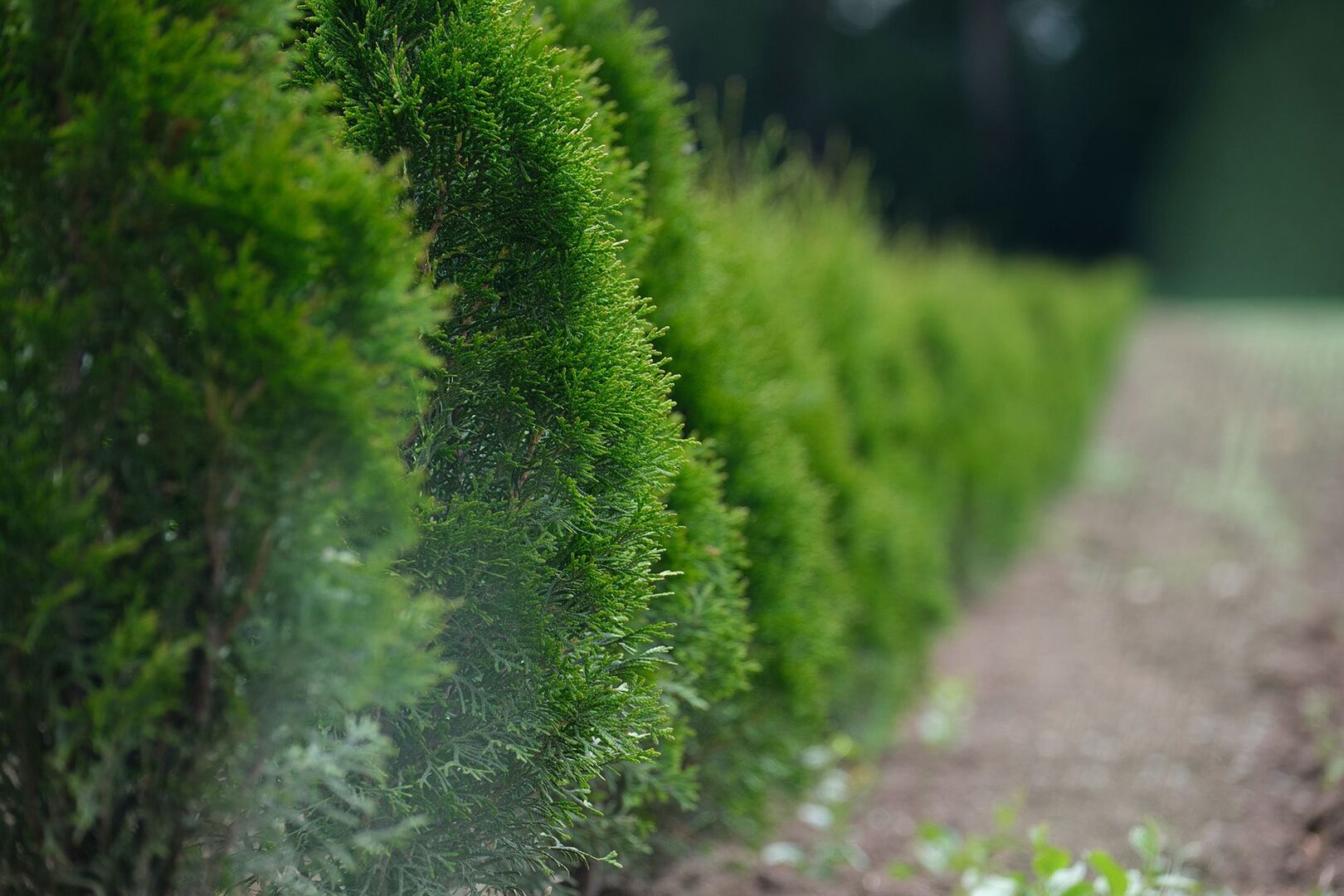 Thuja in einer Reihe gepflanzt