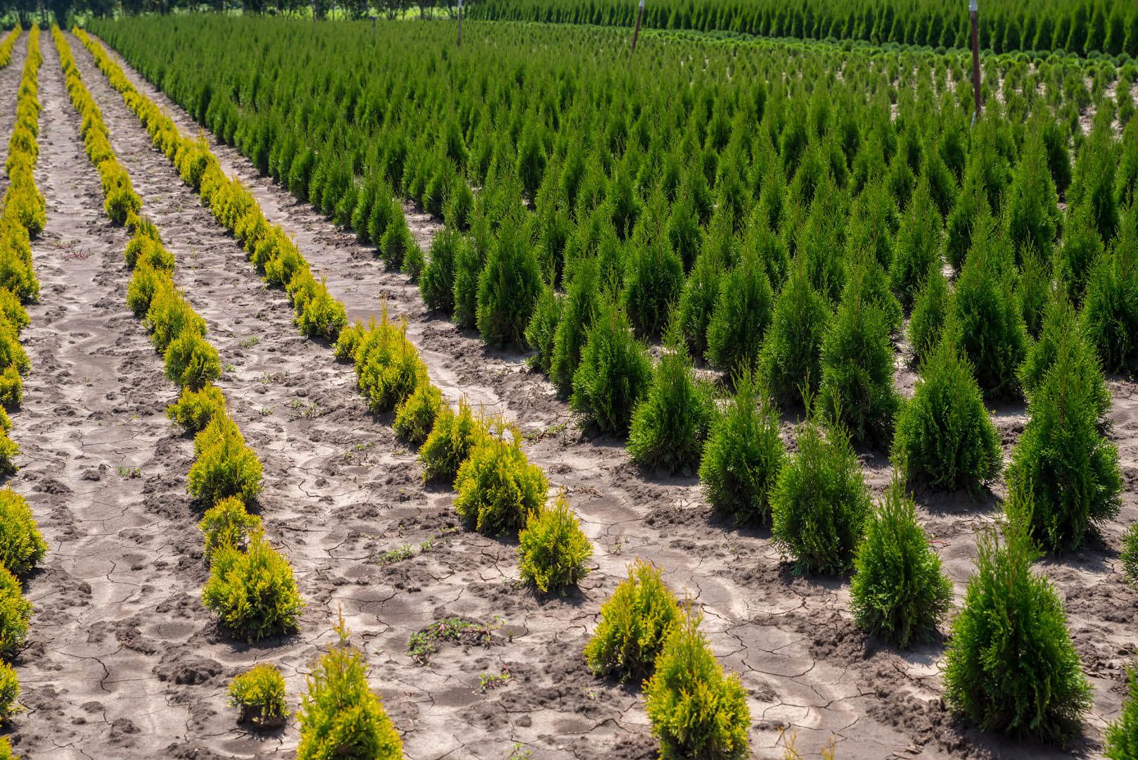 Baumschule für Thuja Lebensbäume