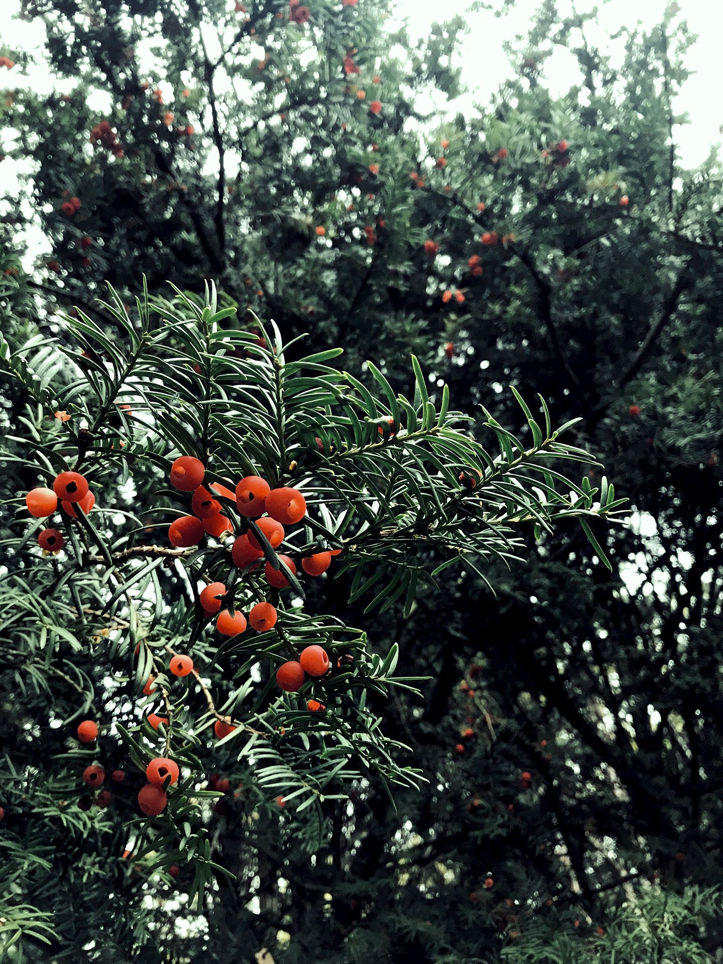 Eibe mit roten Beeren